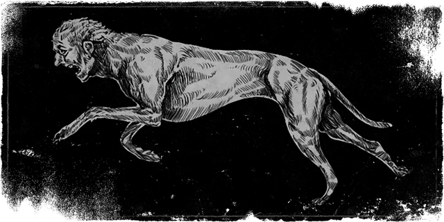 Greyhound
